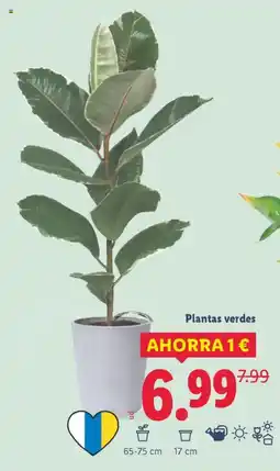 Lidl Plantas verdes oferta