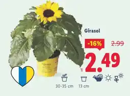 Lidl Girasol oferta