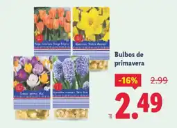 Lidl Bulbos de primavera oferta