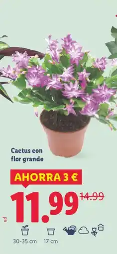 Lidl Cactus con flor grande oferta