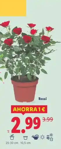 Lidl Rosal oferta
