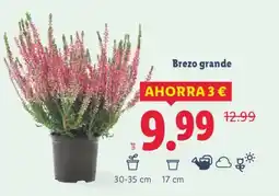 Lidl Brezo grande oferta