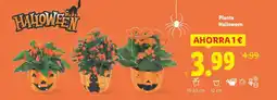 Lidl HALLOWEEN Planta oferta