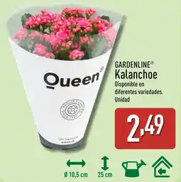 ALDI GARDENLINE Kalanchoe oferta