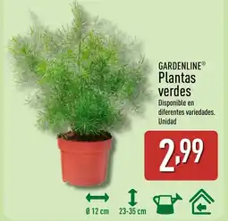ALDI GARDENLINE Plantas verdes oferta