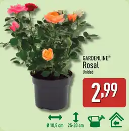 ALDI GARDENLINE Rosal oferta