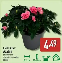 ALDI GARDENLINE Azalea oferta