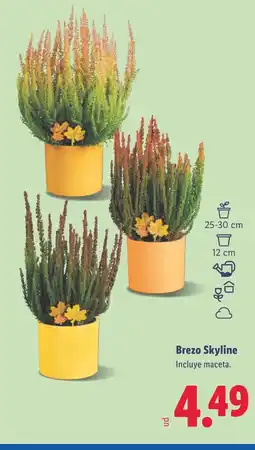 Lidl Brezo Skyline oferta