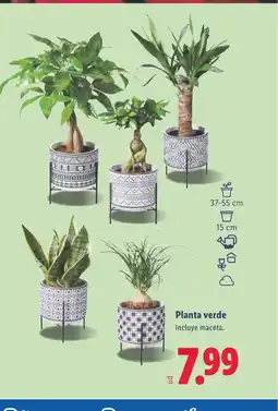 Lidl Planta verde oferta