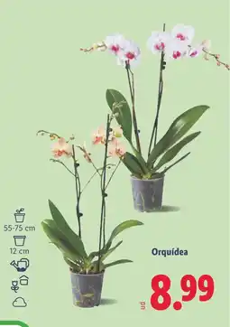 Lidl Orquídea oferta