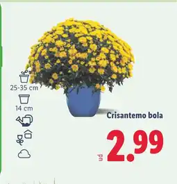 Lidl Crisantemo bola oferta