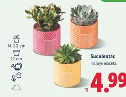 Lidl Suculentas oferta