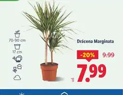 Lidl Drácena Marginata oferta