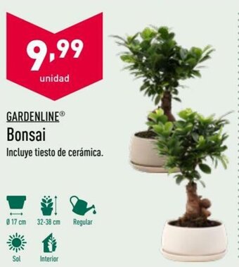 ALDI Gardenline Bonsai oferta
