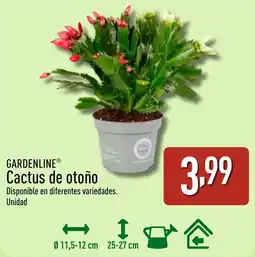 ALDI GARDENLINE Cactus de otoño oferta