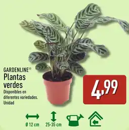 ALDI GARDENLINE Plantas verdes oferta