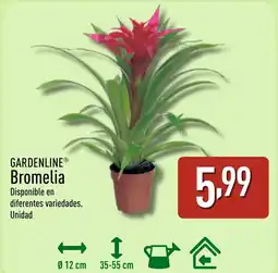 ALDI GARDENLINE Bromelia oferta