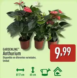 ALDI GARDENLINE Anthurium oferta