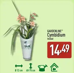 ALDI GARDENLINE Cymbidium oferta