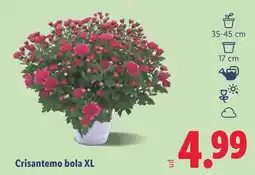 Lidl Crisantemo bola XL oferta