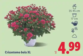 Lidl Crisantemo bola XL oferta