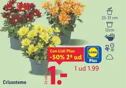 Lidl Crisantemo oferta