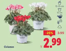 Lidl Ciclamen oferta