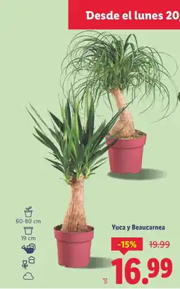 Lidl Yuca y Beaucarnea oferta