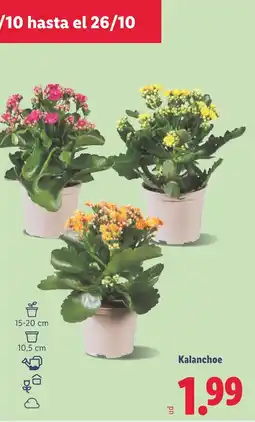 Lidl Kalanchoe oferta