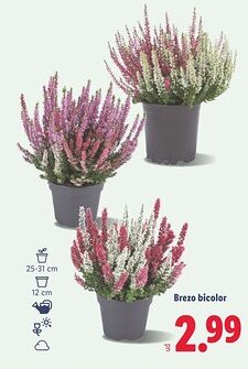 Lidl Brezo bicolor oferta