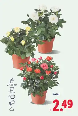 Lidl Rosal oferta