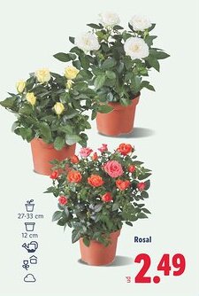 Lidl Rosal oferta