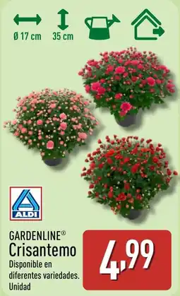 ALDI GARDENLINE Crisantemo oferta