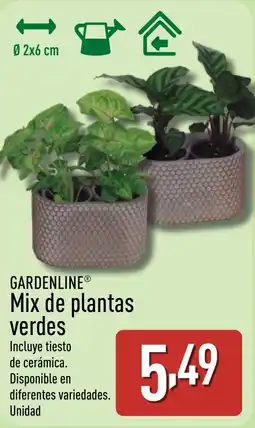 ALDI GARDENLINE Mix de plantas verdes oferta