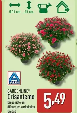 ALDI GARDENLINE Crisantemo oferta