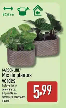 ALDI GARDENLINE Mix de plantas verdes oferta