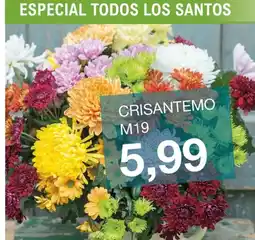 E.Leclerc Crisantemo m19 oferta