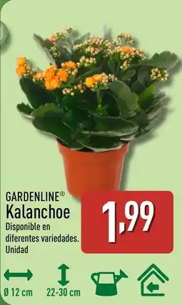 ALDI GARDENLINE Kalanchoe oferta