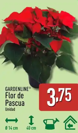 ALDI GARDENLINE Flor de Pascua oferta