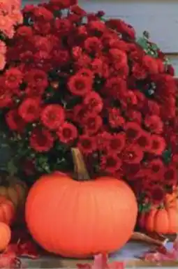 E.Leclerc Crisantemo pequeño oferta