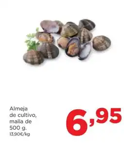 Alimerka Almeja de cultivo oferta