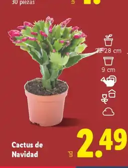 Lidl Cactus de Navidad oferta