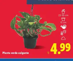Lidl Planta verde colgante oferta