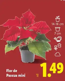 Lidl Flor de Pascua mini oferta