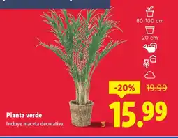 Lidl Planta verde oferta