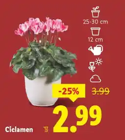 Lidl Ciclamen oferta