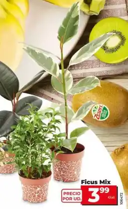Dia Ficus mix oferta