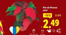 Lidl Flor de Pascua mini oferta