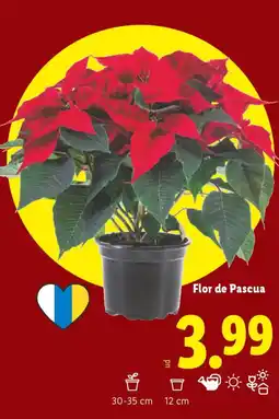 Lidl Flor de Pascua oferta