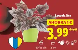 Lidl Begonia Rex oferta